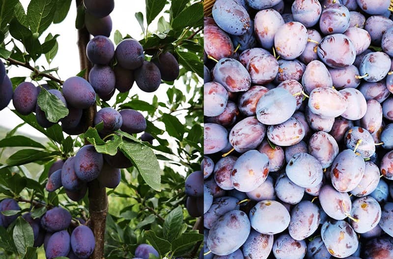 images/1669883653440Prune grader.jpg